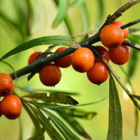 Облепиха :: Геннадий Супрун