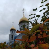 барбарис :: Алексей Ильичёв