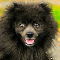 Собачий портрет :: Сергей Винтовкин