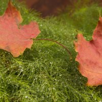 Осенние листья :: Сергей Ц