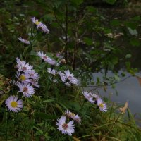 Сентябринки, сентябринки хрупкой прелести дыханье. :: Люба 