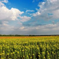 Лето. :: Владимир 