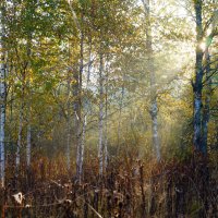 Туманное утро :: Сергей Ц