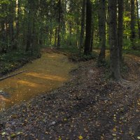 По Лесгым Дорожкам :: юрий поляков