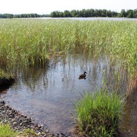 в камышах :: Любовь ***