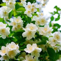 Весеннее цветение... :: Игорь Тельцов