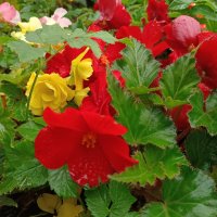 Цветы сентября :: Мария Васильева