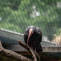 И дождь смывает все следы... :: Николай Гирш И дождь смывает все следы... :: Николай Гирш