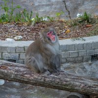 Японская макака :: Andrew 