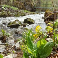 Цветение :: Рустам Кашапов