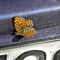 Из сегодняшней съёмки 11 :: Александр Прокудин