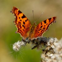 Из сегодняшней съёмки 14 :: Александр Прокудин