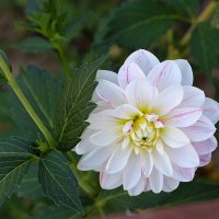 Белоснежный красавчик :: Светлана 