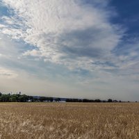 Пшеничное поле :: Светлана Ищенко Пшеничное поле :: Светлана Ищенко