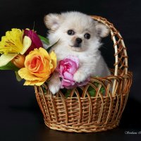 Померанский шпиц :: Светлана Ищенко