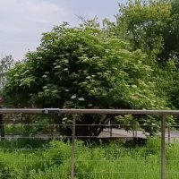 зелёный уголок ВДНХ :: Галина R...