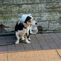 Пёс с ведром "на пропитание" - 2 :: Игорь Тельцов