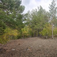 Сосновый горный лес :: Андрей Хлопонин