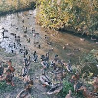 Дикая речка :: Георгиевич Дикая речка :: Георгиевич