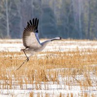 Где весна то? :: Михаил Белоусов
