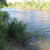 июнь :: Елена Шаламова июнь :: Елена Шаламова