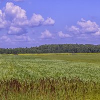 Где-то между Александровом и Кольчугино в июле :: Сергей Цветков Где-то между Александровом и Кольчугино в июле :: Сергей Цветков