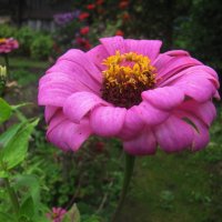 Нежная красавица :: Людмила Смородинская