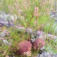 Грибной сезон в разгаре! :: Ольга Грибной сезон в разгаре! :: Ольга