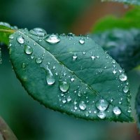 Дождь прошёл... :: Николай Саржанов