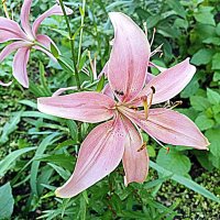 Цветы. :: Владимир Драгунский