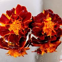 Осени этюды... :: Андрей Заломленков