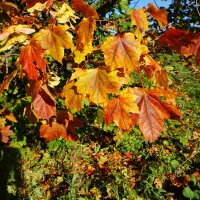 Осенние краски :: Лариса Корж