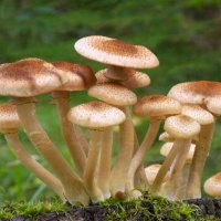 Опята :: Valentina K