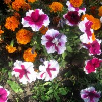 **** :: Елена Семигина