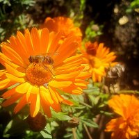 Солнечный :: Елена Семигина