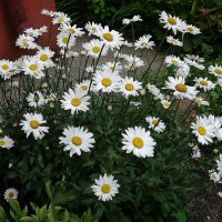 Ромашки :: Рита Симонова