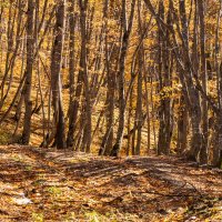 Лес в горах :: Игорь Сикорский