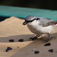Вкусные семечки :: Иван Ермен
