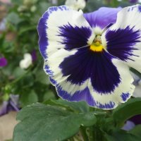 ВИОЛА :: СЕРГЕЙ ФИЛОЧКИН