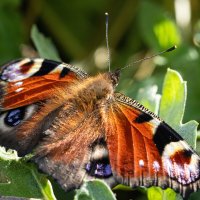 - :: Андрей Молодов