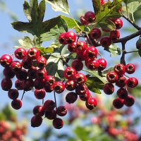 Целебный куст ягодами густ, одет по-боярски, лечит по-царски. :: Freddy 97
