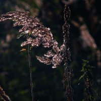 Просто травинка :: Наталья Лакомова Просто травинка :: Наталья Лакомова