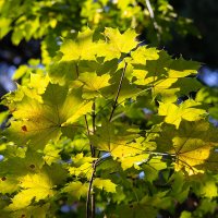 Листья сентября :: Александр Синдерёв