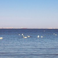 Лебеди на Финском заливе. :: VasiLina * Лебеди на Финском заливе. :: VasiLina *
