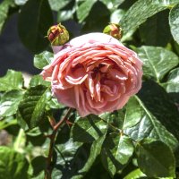 Роза   Абрахам  дерби :: Валентин Семчишин