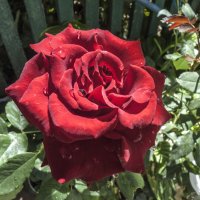 Бархатная  роза :: Валентин Семчишин