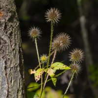 .....семья колючих! :: volk777600 Волков