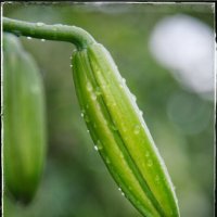 Бутон лилии после дождичка... :: Руслан 