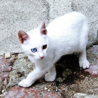 Котик! :: жанна нечаева