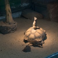 Казань. Зооботсад :: Андрей 